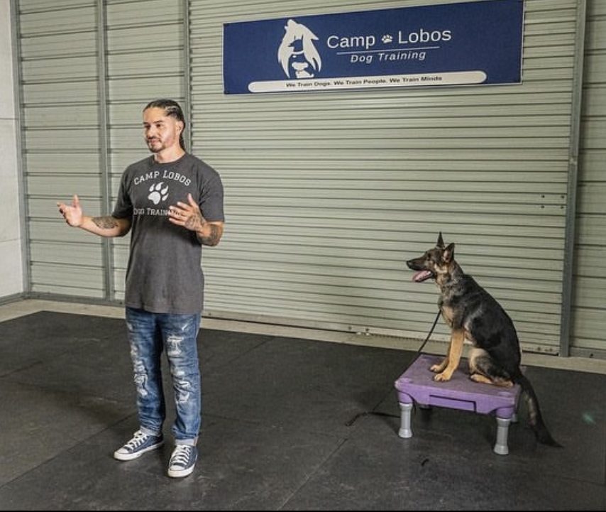 Discover How to a Dog Trainer