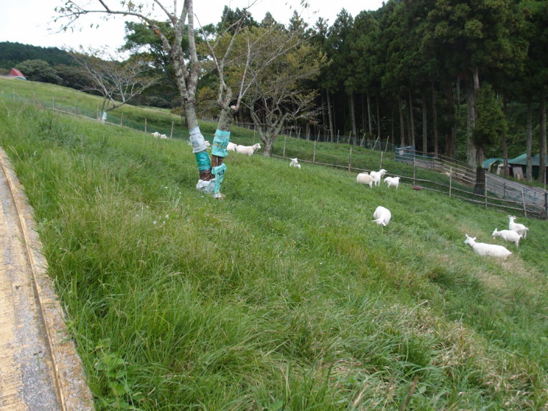 【清和県民の森ロッジ村④】【後編】道の駅ちくら・酪農のさと・市原海釣り公園で遊んだよ！ ニガテなキャンプに、行ってみた。