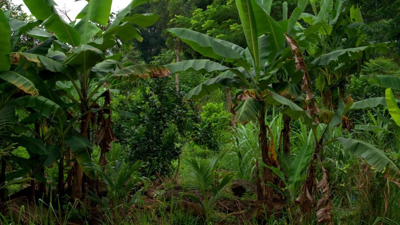 Agrofloresta