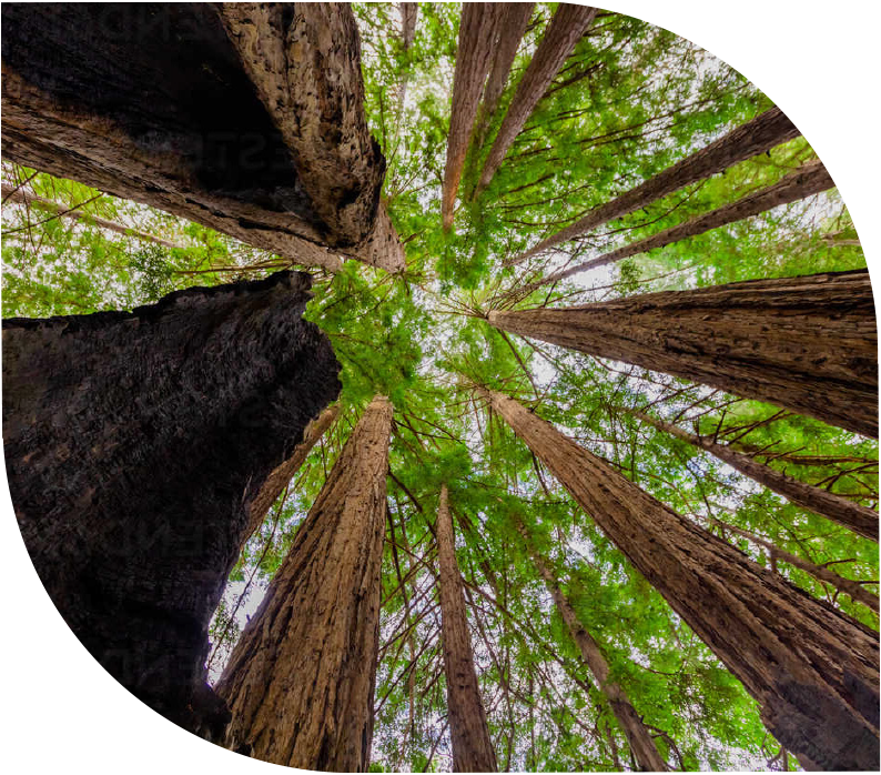 Big Sur Camp One Parks Management Get Outdoors California