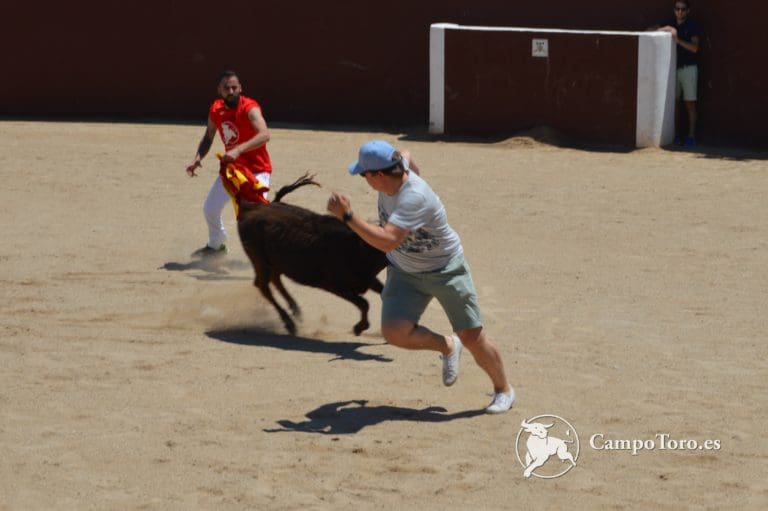 Madrid Bullfight Schedule 2024 Best Madrid Bullfight family Tour CampoToro.es Brave Bull Experiences