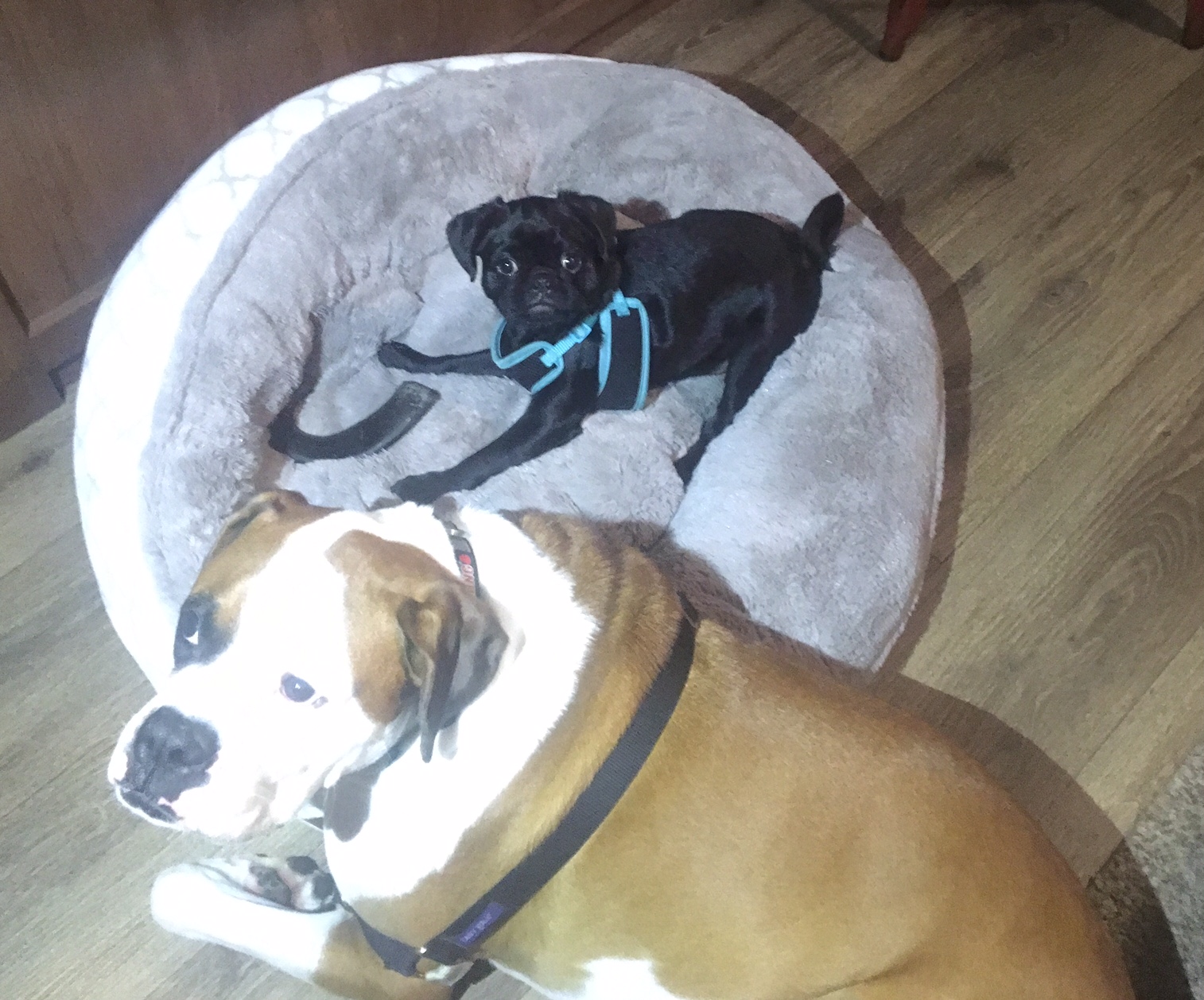 Camp 12 Sandy River RV Resort Site 181 Troutdale, Oregon Camp Pack