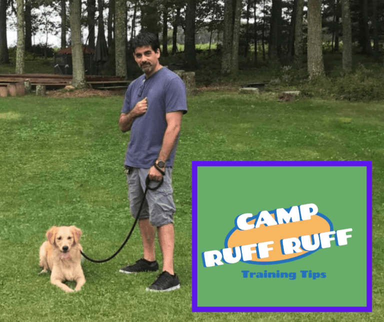 Dog Training Tips Camp Ruff Ruff