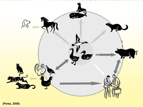 Section 1. Avian Influenza Facts: Who Gets Avian Influenza?