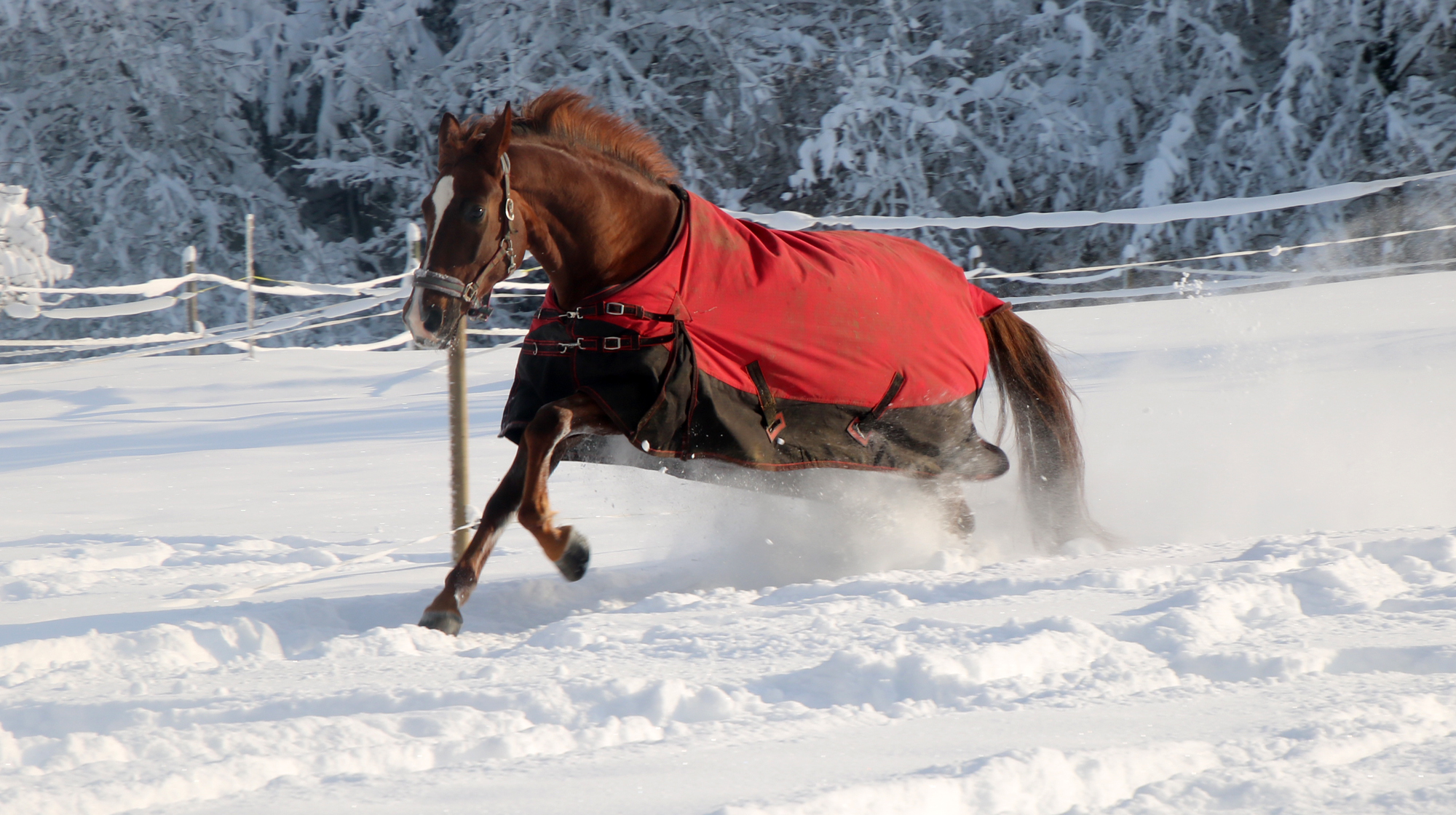 Horse care & riding in winter