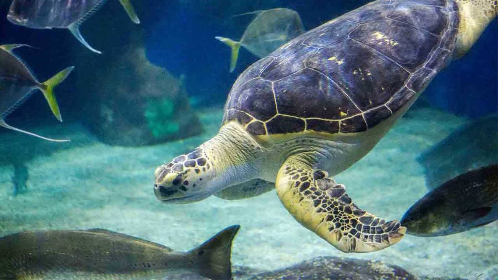 Virginia Aquarium & Marine Science Center Campus757