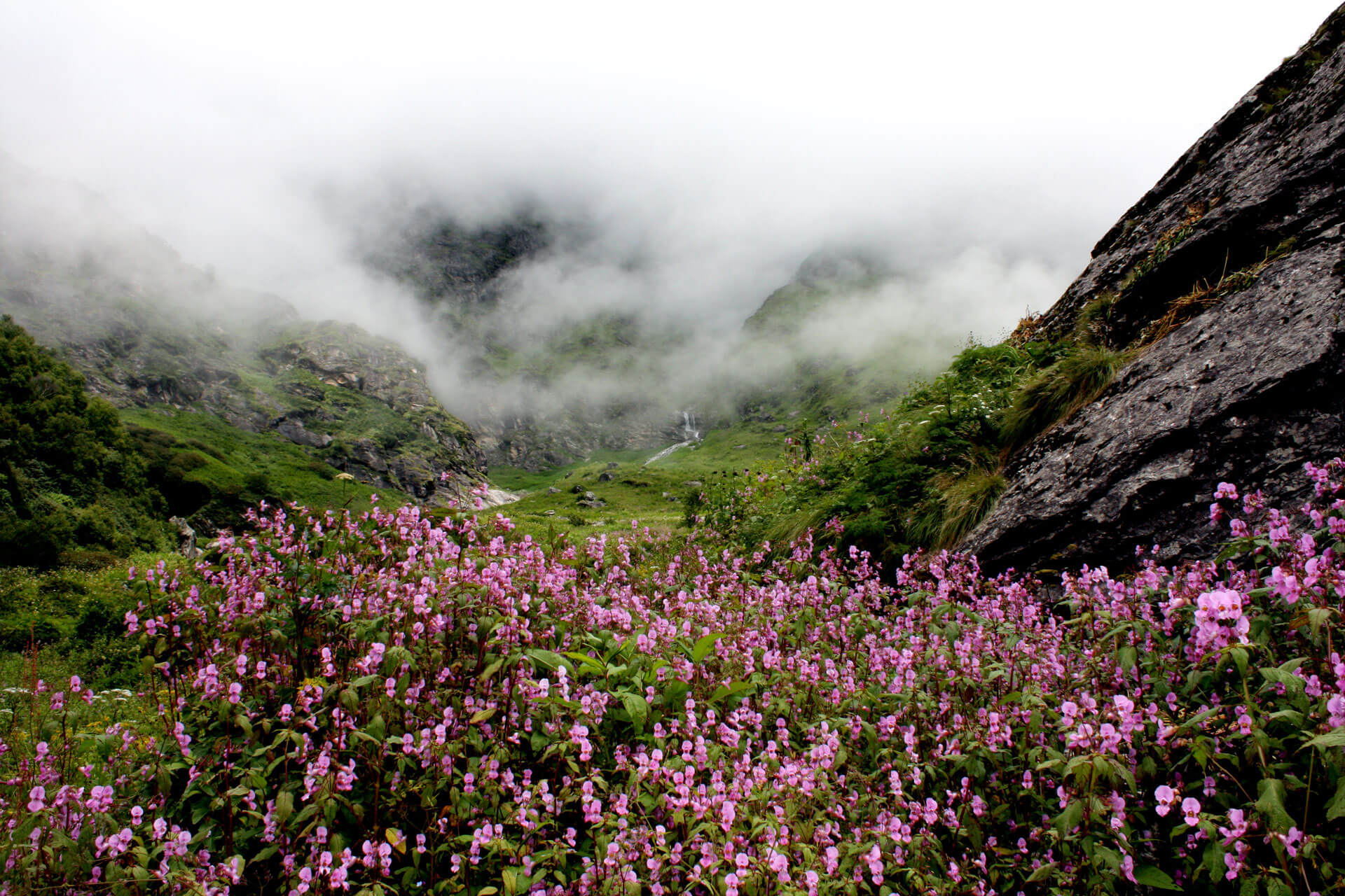 Valley of Flowers Camp Wanderers