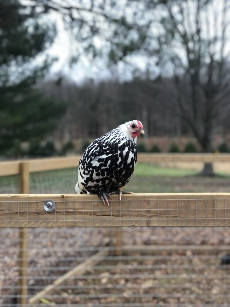 Backyard chicken bylaw is under review by Sutton council Canada Info