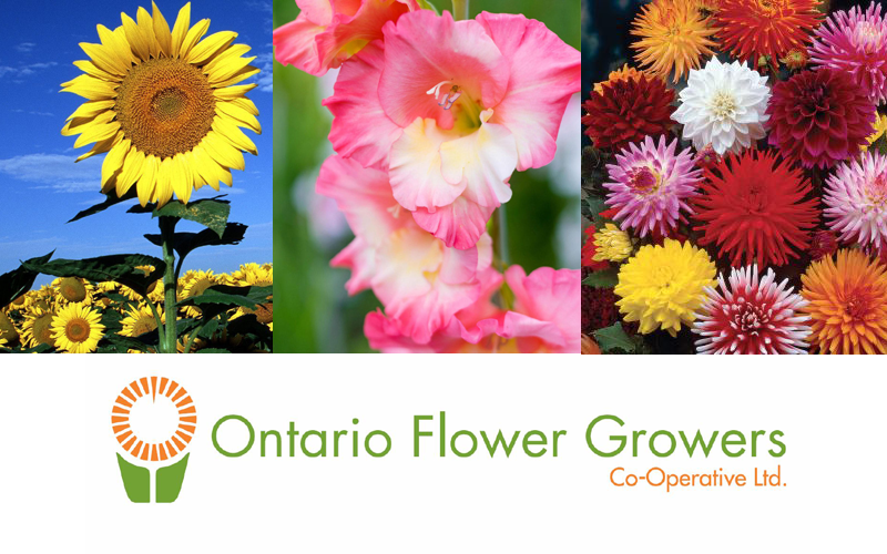 What’s New With Ontario Flower Growers Canada Blooms