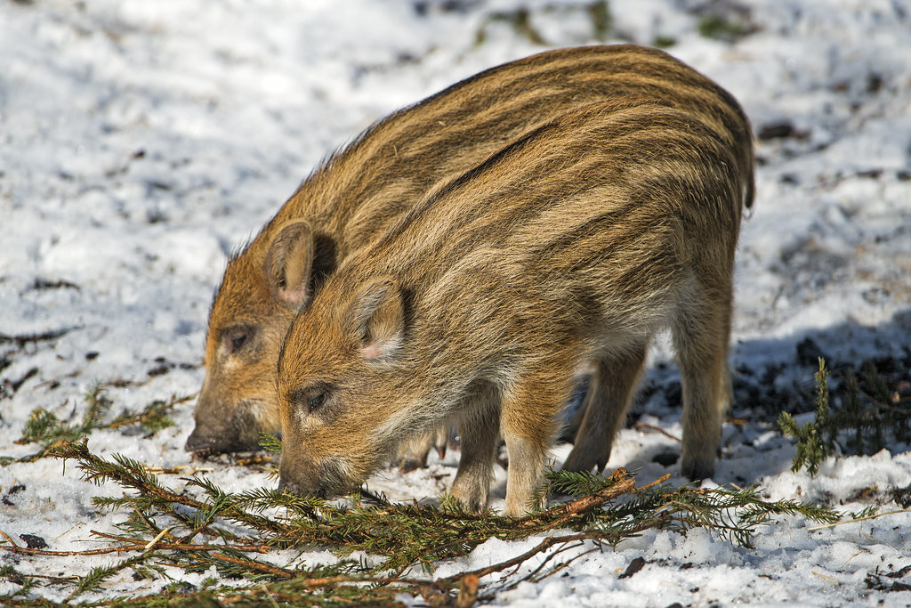 How Wild Pigs Survive Canadian Winters Canadian Council on Invasive