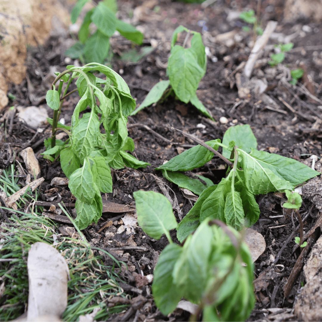 What is Transplant Shock? Canadale