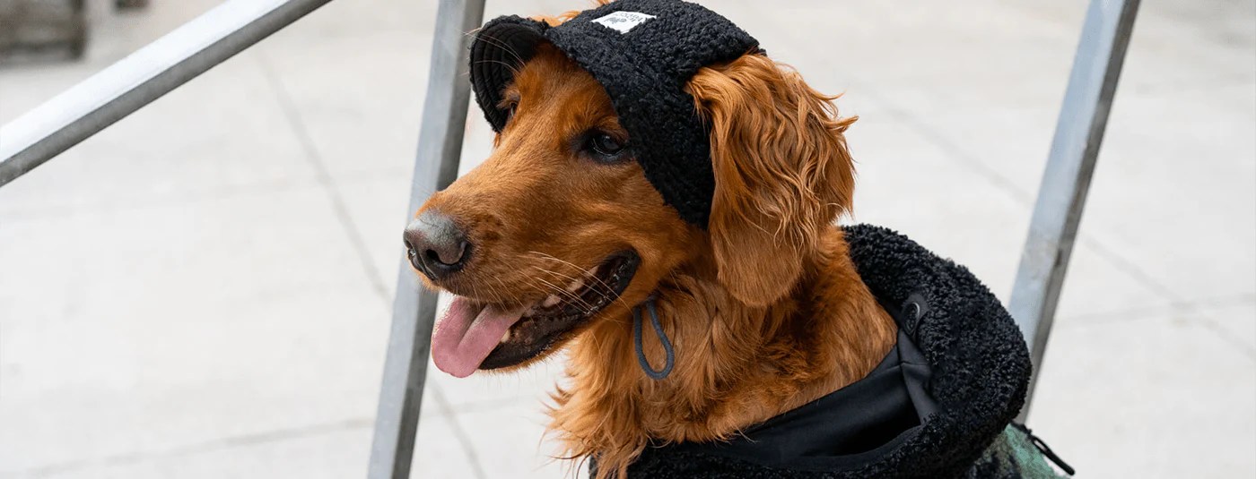 9 Types of Dog Hats for Every Season Canada Pooch