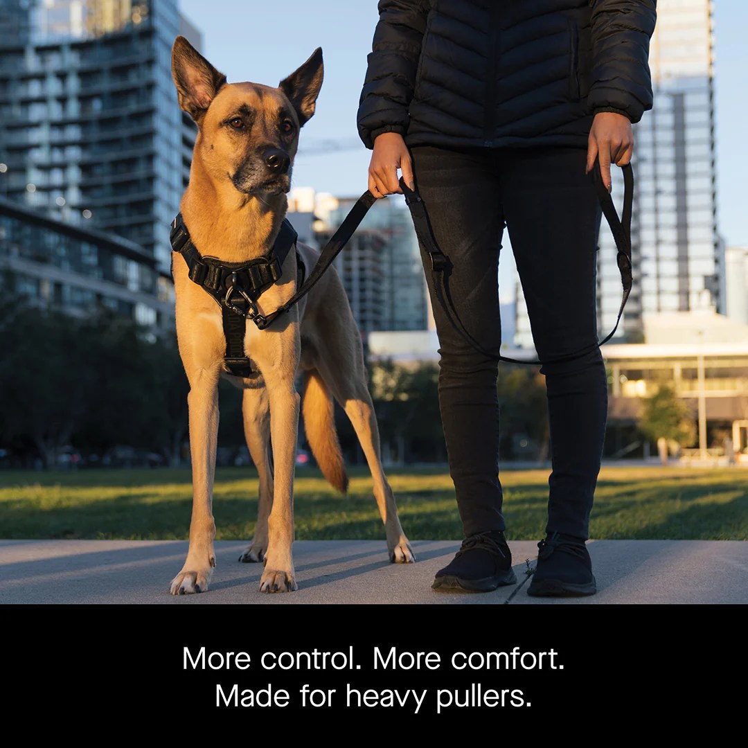 Can I Wash Dog Harness