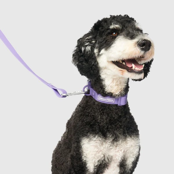 Waterproof Dog Collar Canada Pooch