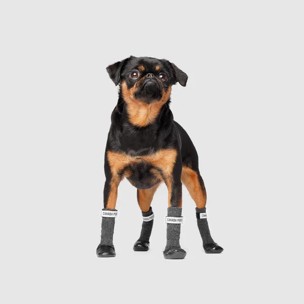 Secure Sock Boots Traction Booties for Dogs Canada Pooch