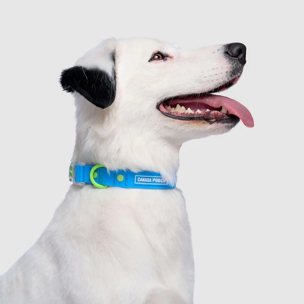 Waterproof Dog Collar Canada Pooch