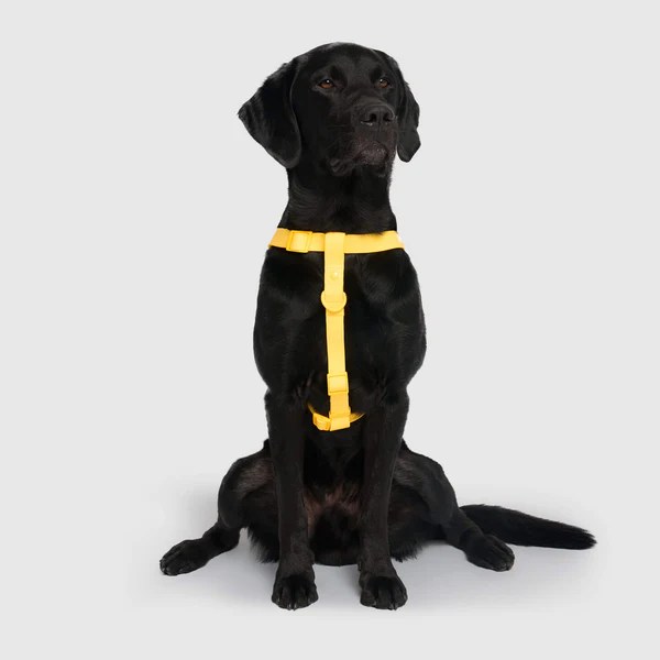 Waterproof Dog Harness Canada Pooch