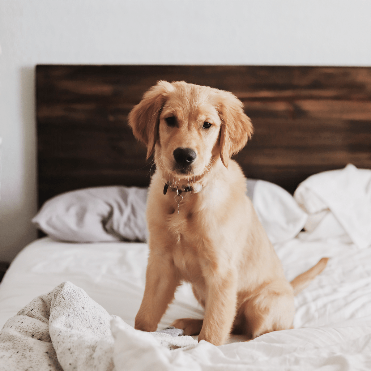 CANADA ROYAL PETS Marketplace for pets in Canada