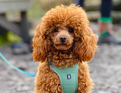 Miniature Poodle Rescue Canada's Guide to Dogs