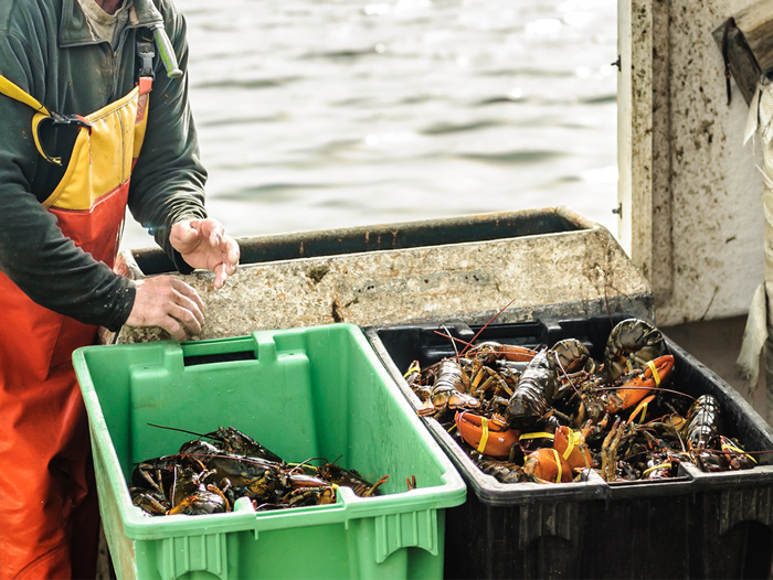 Everything You Need To Know About the Lobsters of Nova Scotia Canada