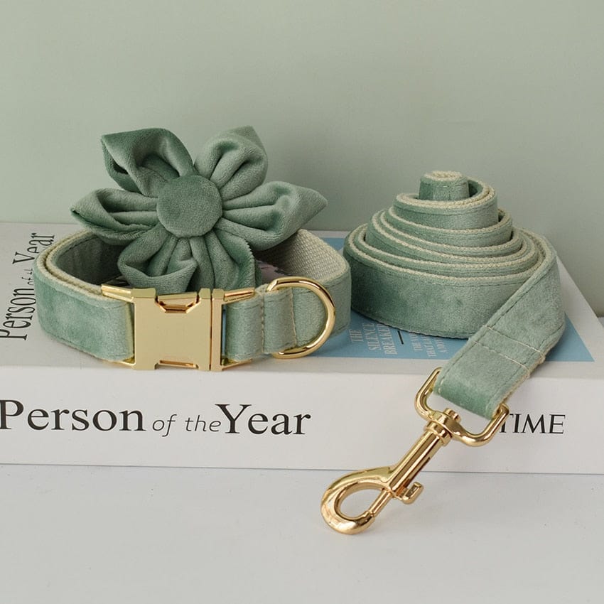 Elevate Daily Dog Walks with Designer Dog Collars Canadian Dogs