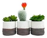 CANVAS Artificial Succulent in Ceramic Pot, Assorted Canadian Tire
