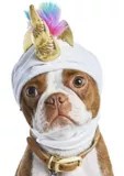 Petco Halloween Unicorn Dog Hat Canadian Tire