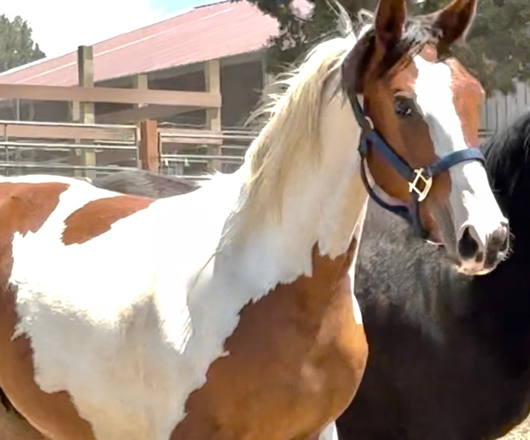 Jeitoso Art 16,000.00 CAD SOLD Canadian Warmblood Horse