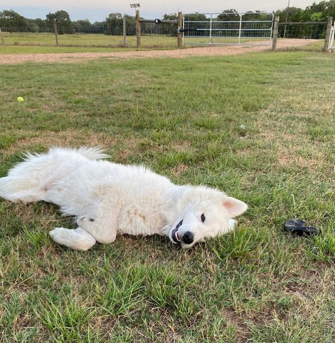 La femme remarque des yeux noirs dans les buissons, quelques instants