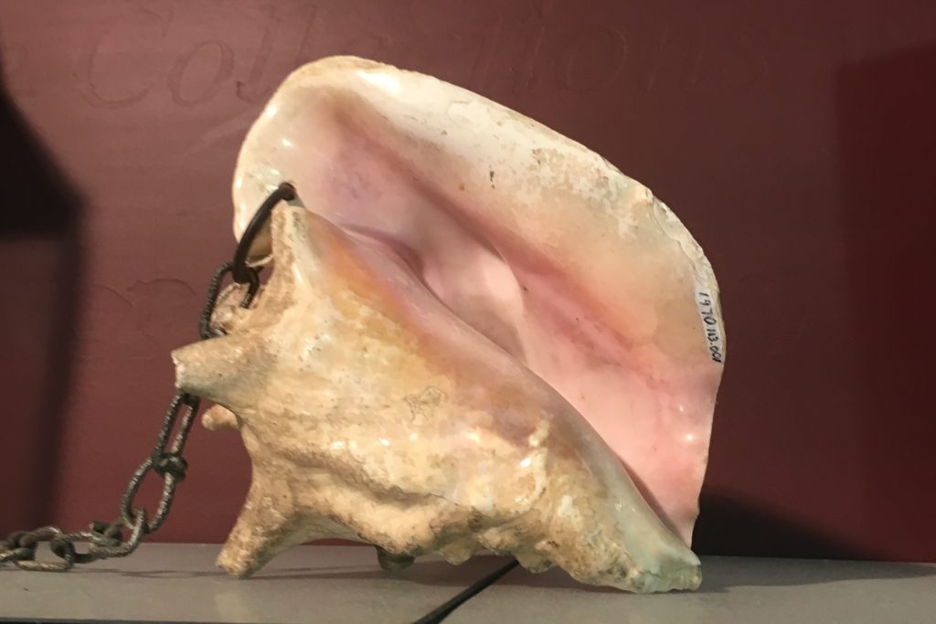 Conch Shell Horns on the Canal and way, way back in history