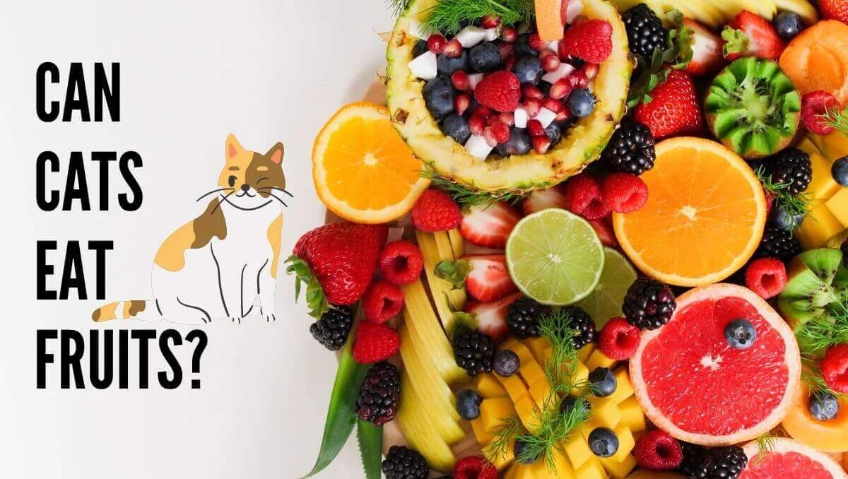 Fruity Indulgence Can Cats Eat Fruits? A Guide to Safe and Nutritious Options