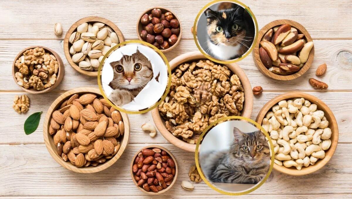 Can Cats Eat Nuts? Unraveling the Dangers of Nuts for Cats