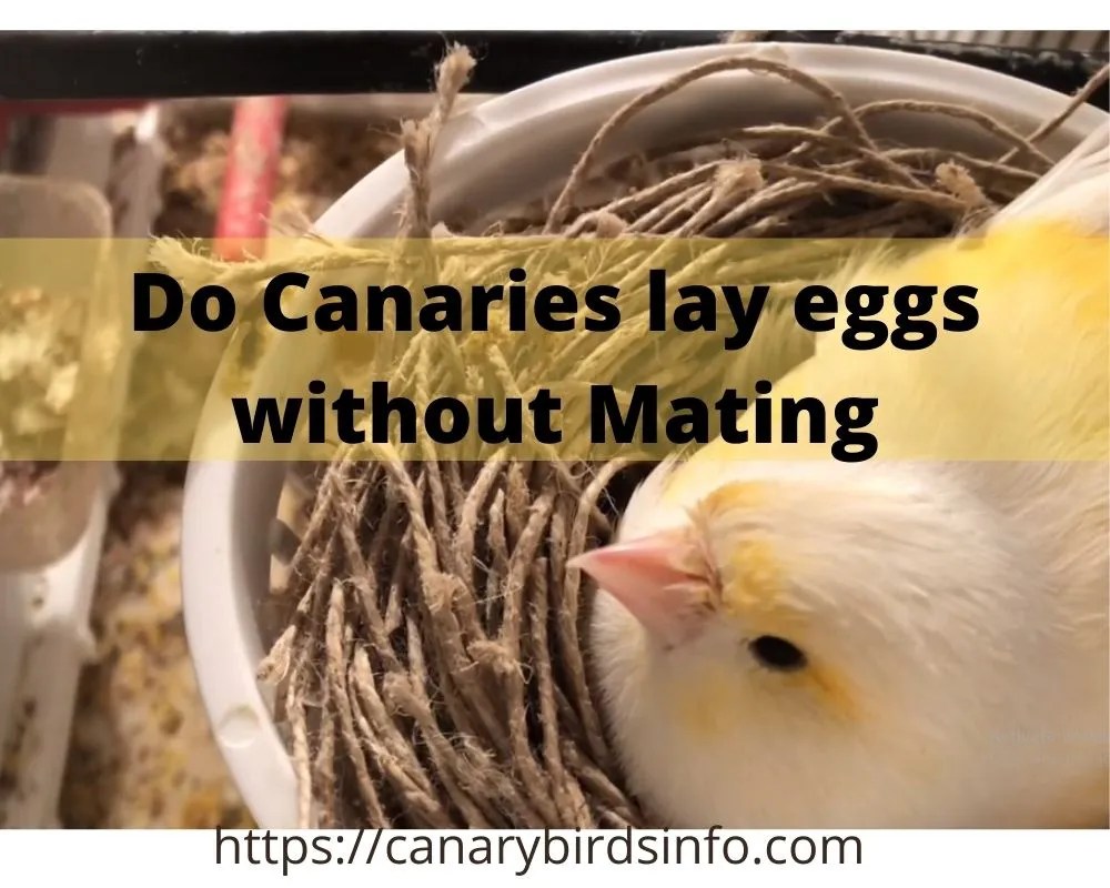 Do Canaries Lay Eggs without Mating 3 Important Factors Canary