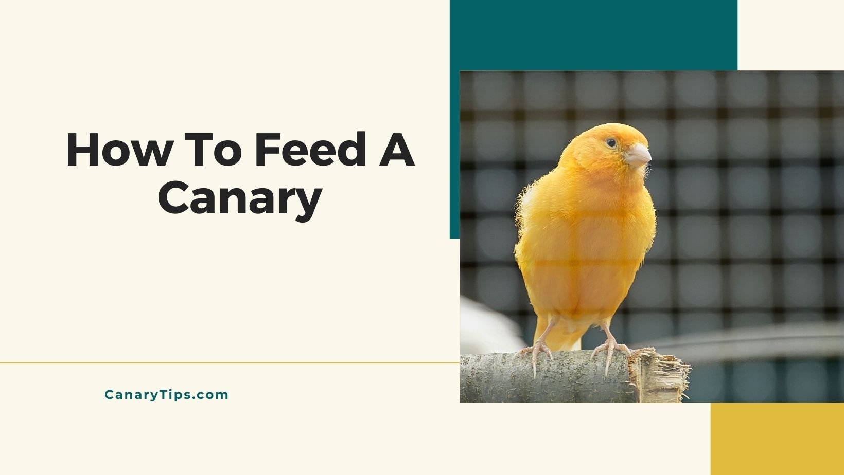 How To Feed A Canary Canary Tips