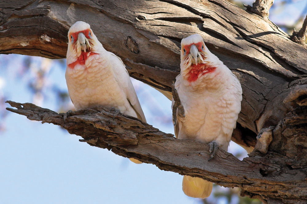 Cockatoos and Parrots Canberra Birds