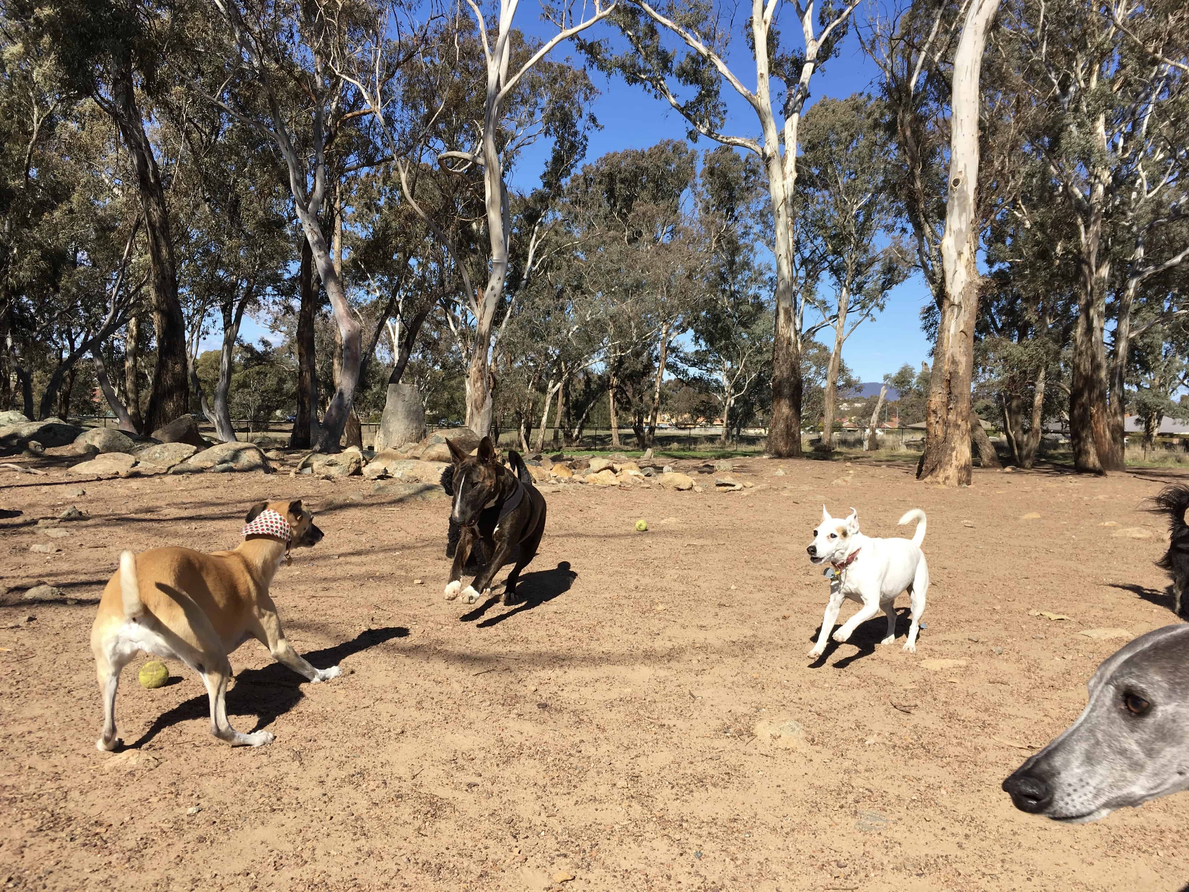 Canberra dog parks fenced off leash parks Canberra Dog Walks