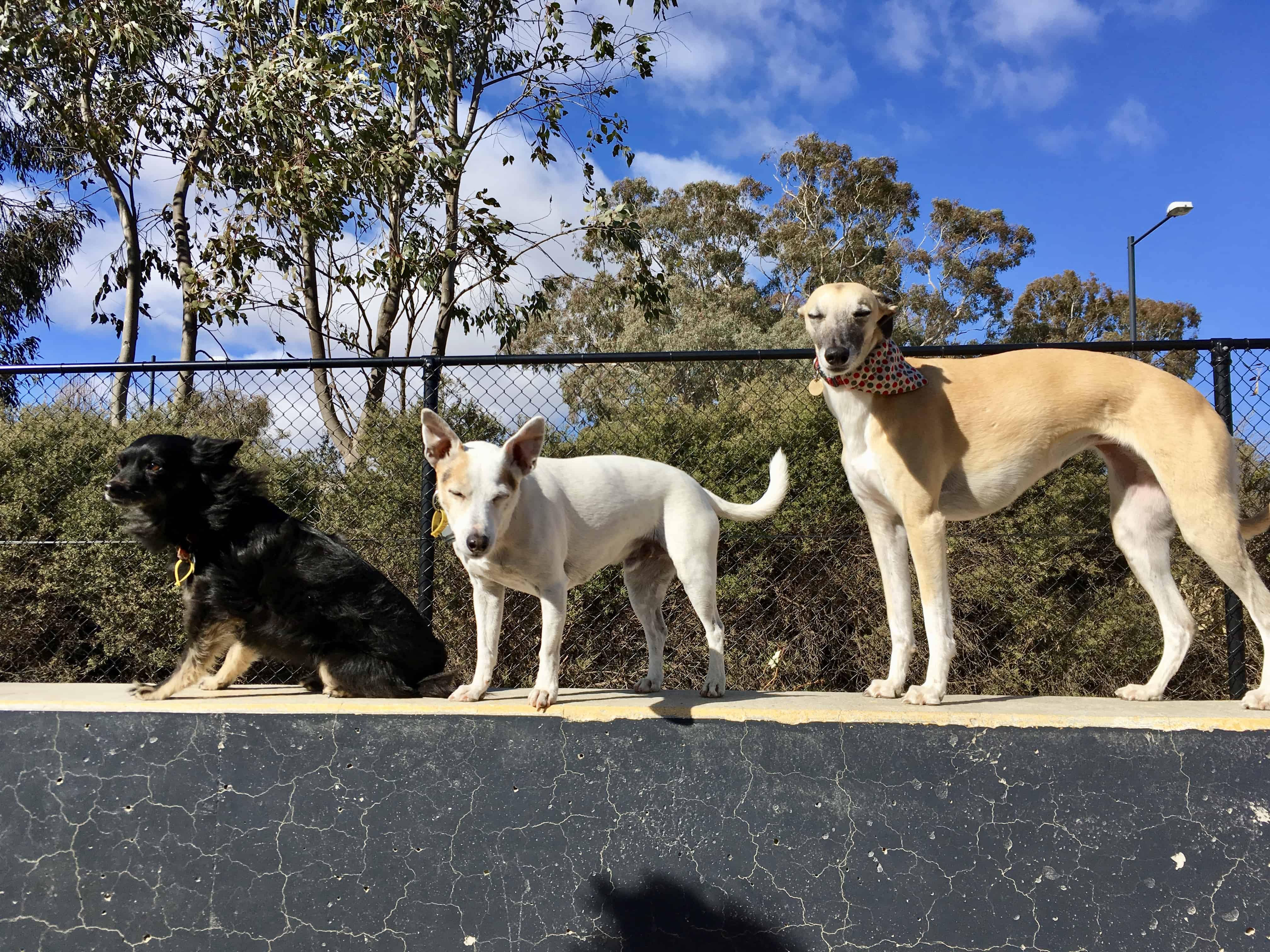 Canberra dog parks fenced off leash parks Canberra Dog Walks