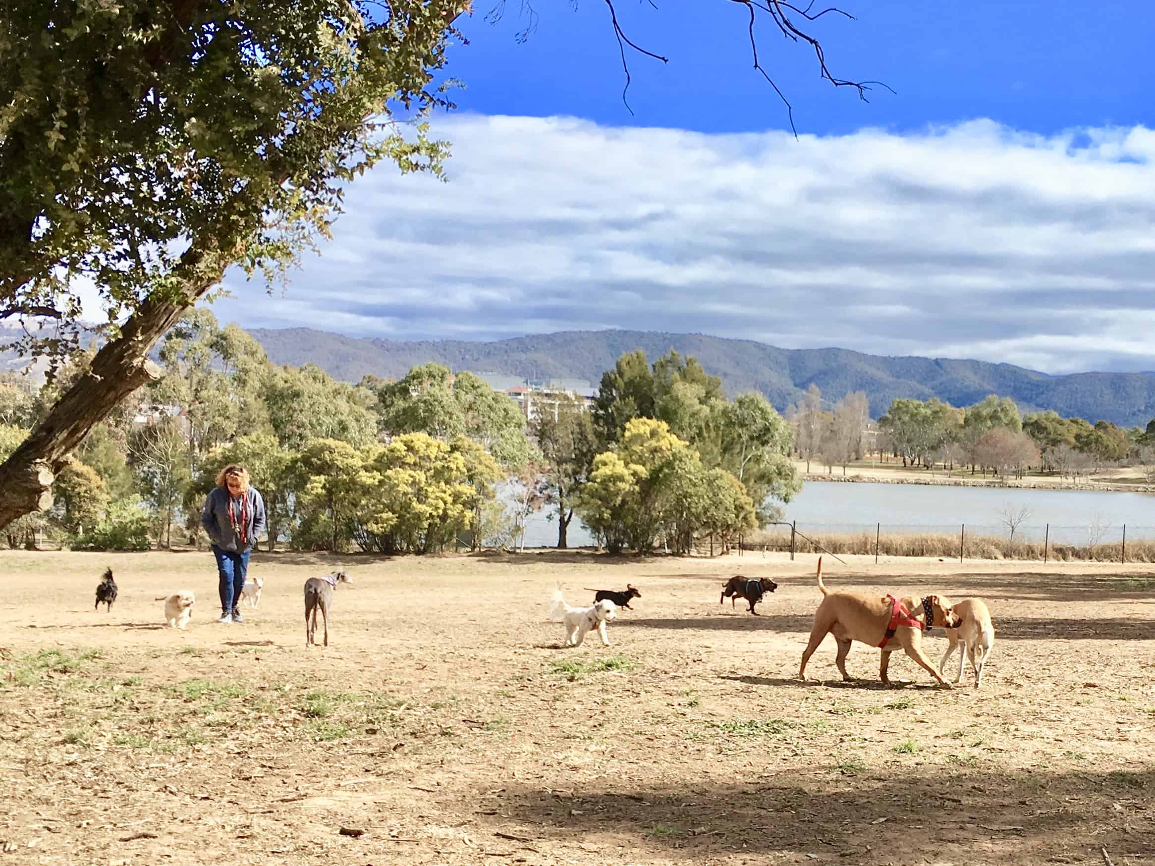 Canberra dog parks fenced off leash parks Canberra Dog Walks