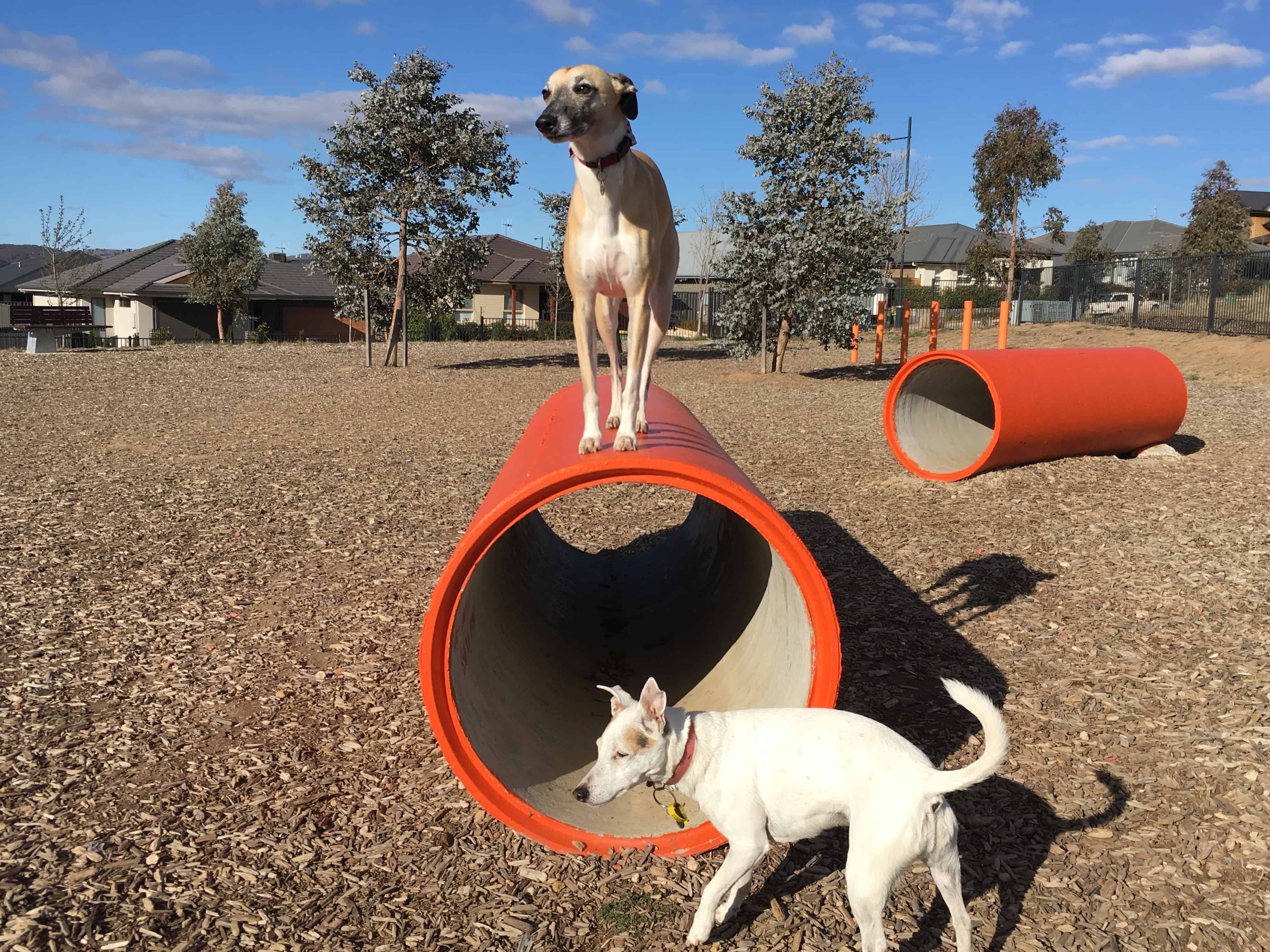 Canberra dog parks fenced off leash parks Canberra Dog Walks