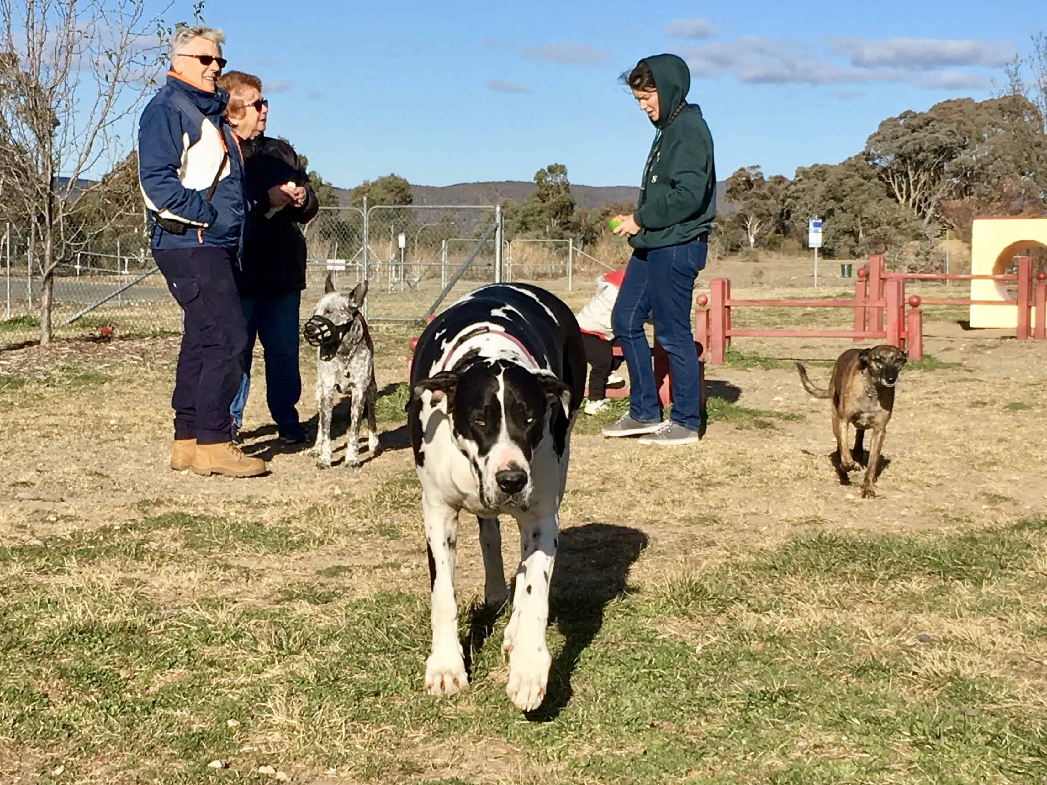 Canberra dog parks fenced off leash parks Canberra Dog Walks