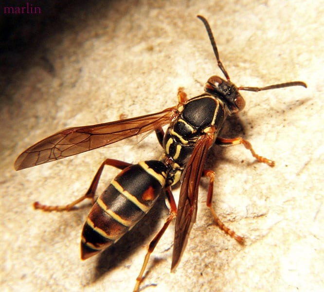 Wasp & Bee Pest Control Canberra, Canberra Pest Control ACT Canberra