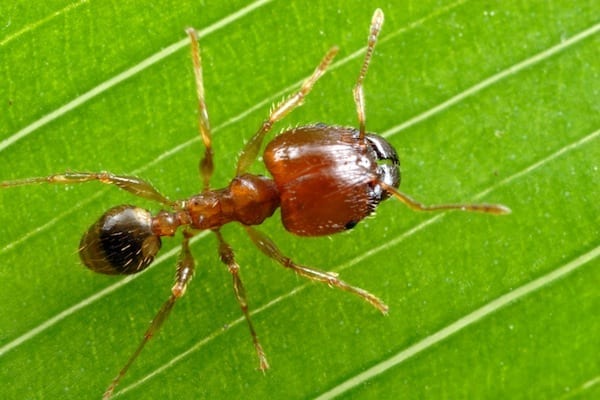 Ant Pest Control Canberra Canberra Pest Control ACT. 100 Canberran