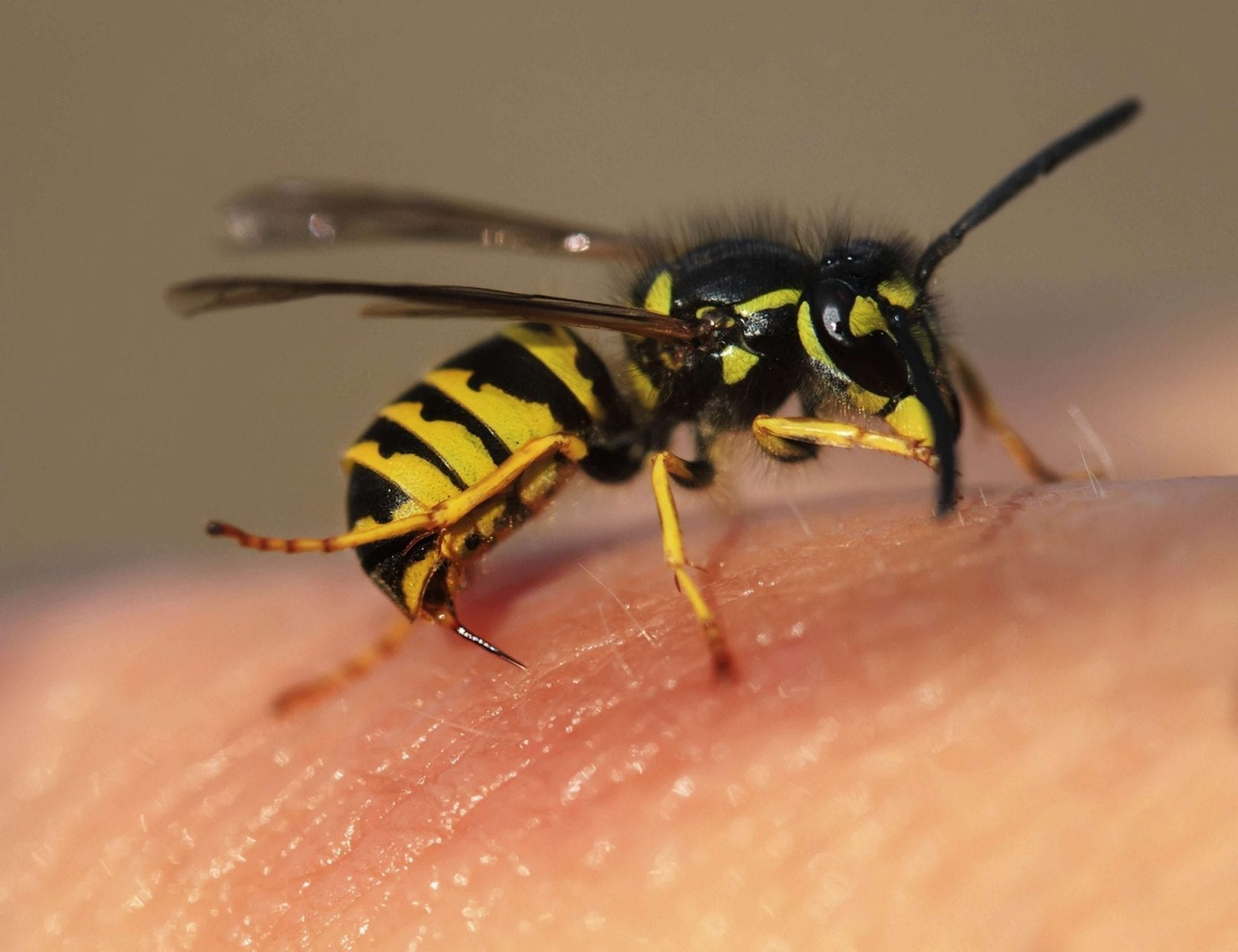 What To Do if You’ve Been Stung by a Wasp or Bee! Canberra Pest Control
