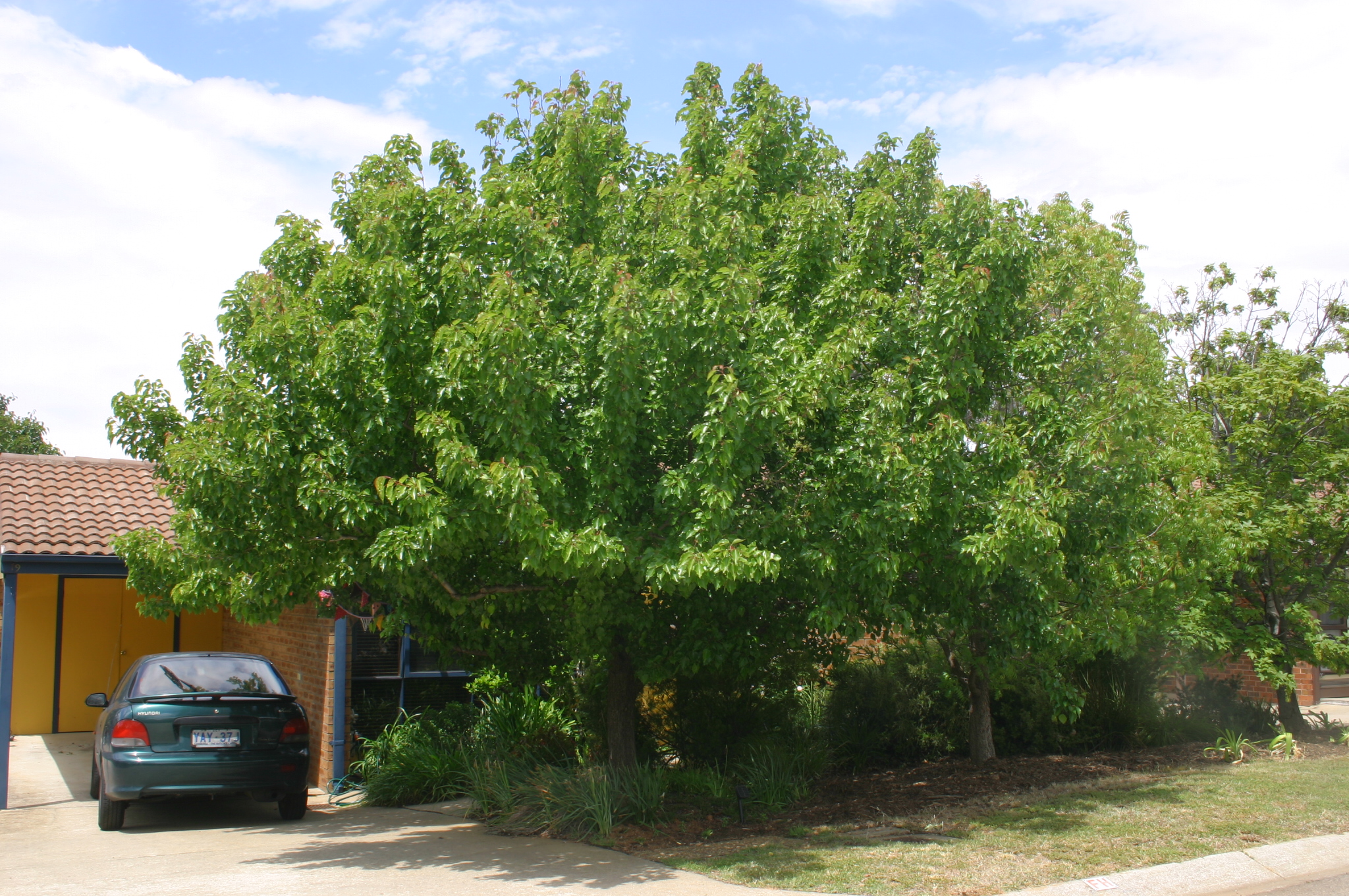 Manchurian Pear Canberra Trees a local's guide.