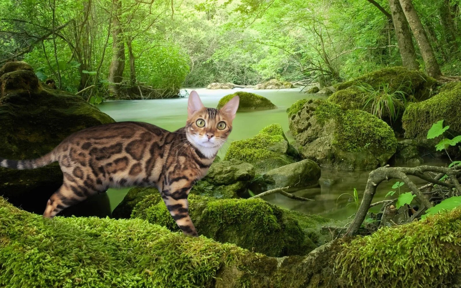 Bengal Cattery “Jungle Kitten” Canadian Breeders Online