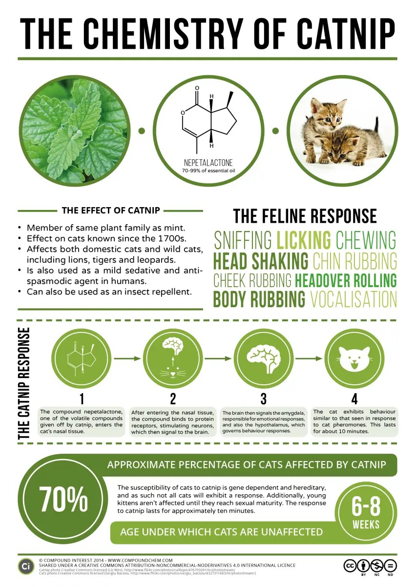 12 Things About Can Cats Eat Catnip Will Benefit Your Cats