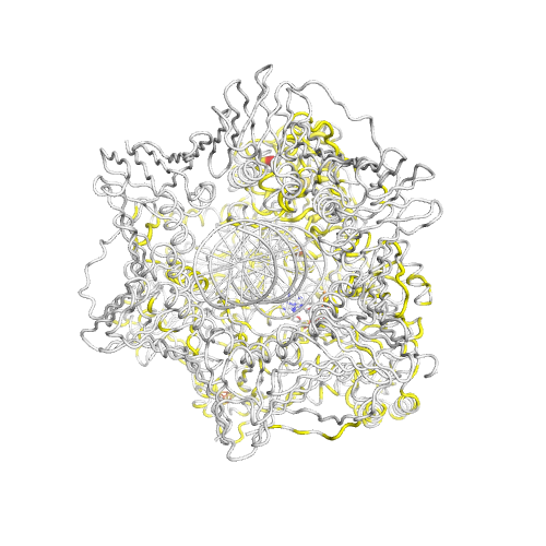 POLE Gene Somatic Mutations in Cancer