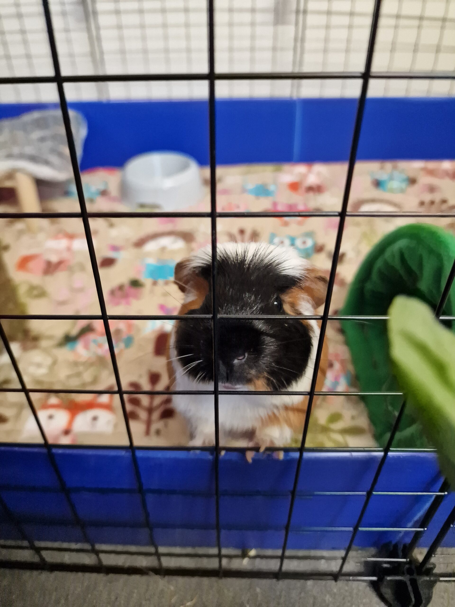 A Guide to the Best Bedding for Guinea Pigs? The Bedding Battle! C