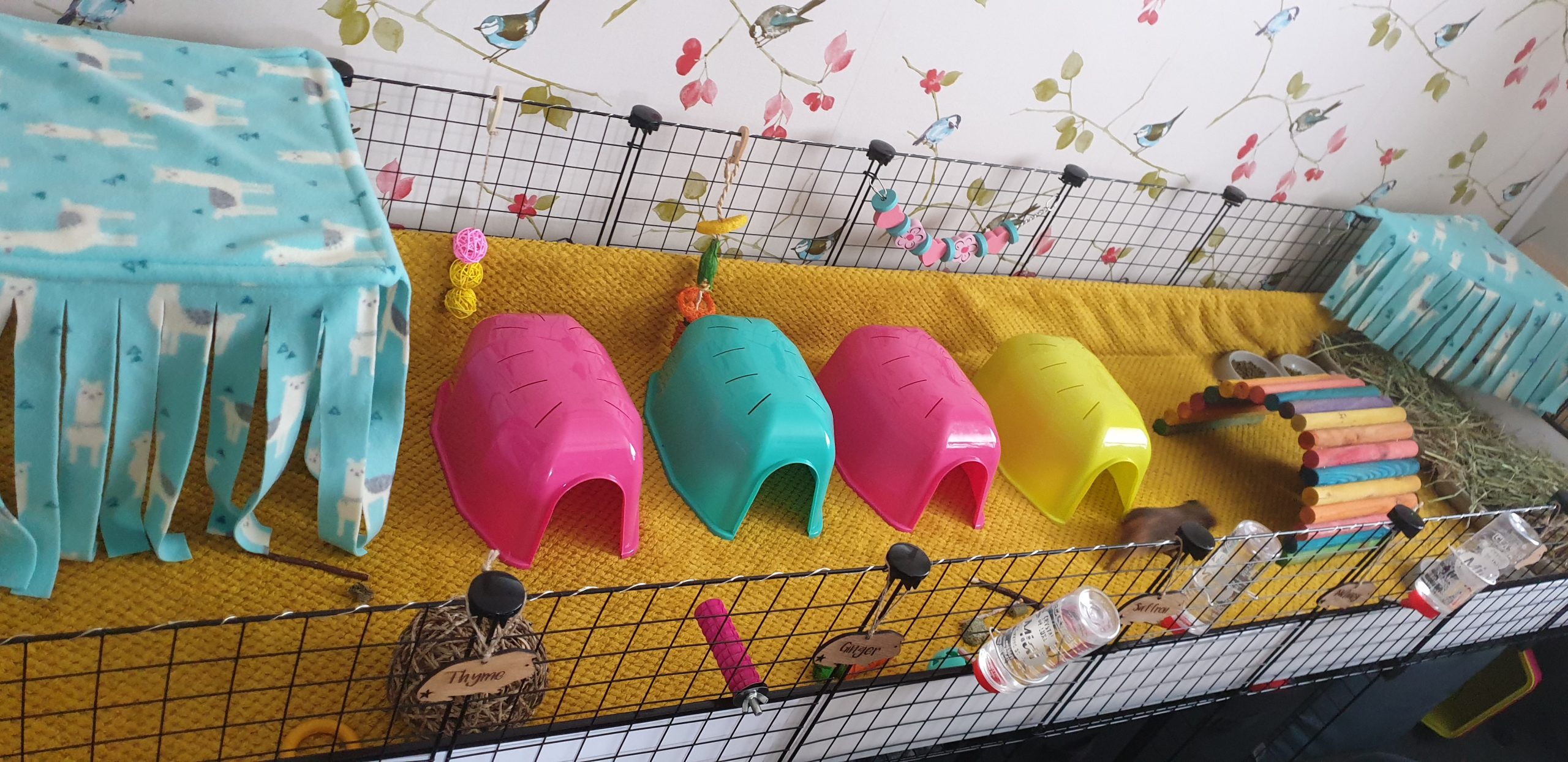 What is the Best Way to Clean Out an Indoor Guinea Pig Cage? C and C