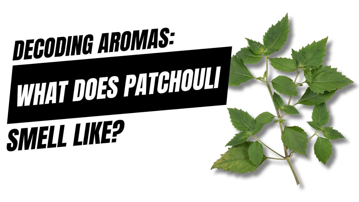 Decoding Aromas What Does Patchouli Smell Like? Candlelore